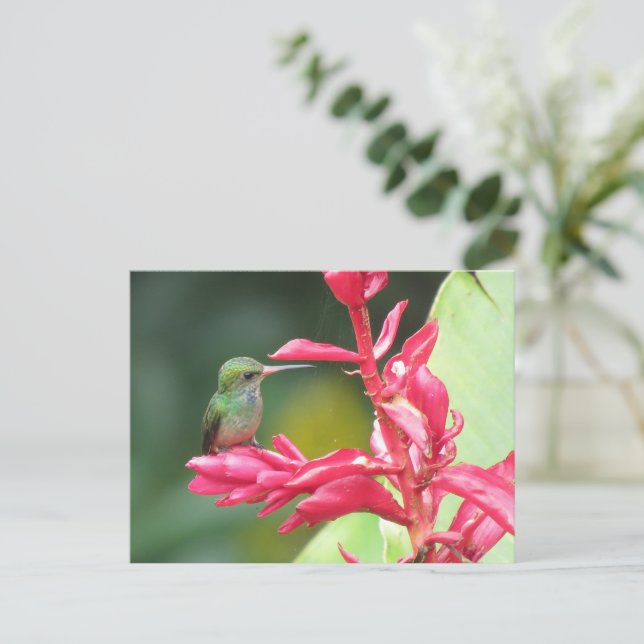 Postal Fotografía de colibrí dominante azul (Anverso de pie)