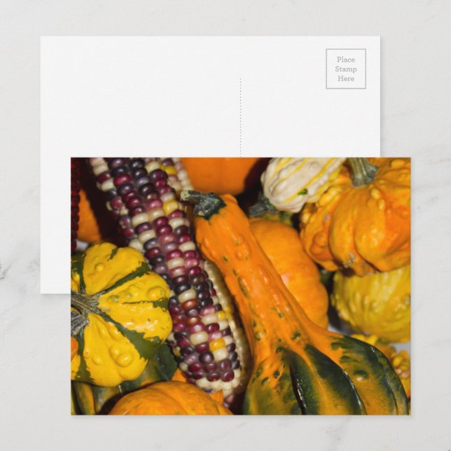 Postal Fotografía de comida otoñal de calabazas y maíz (Anverso / Reverso)