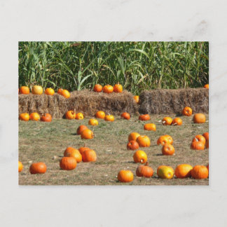 Postal Fotografía de cosecha otoñal de calabazas, maíz y 