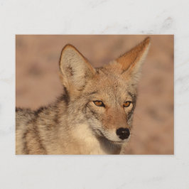 Postal Fotografía de coyote en Nevada