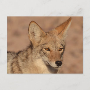 Postal Fotografía de coyote en Nevada