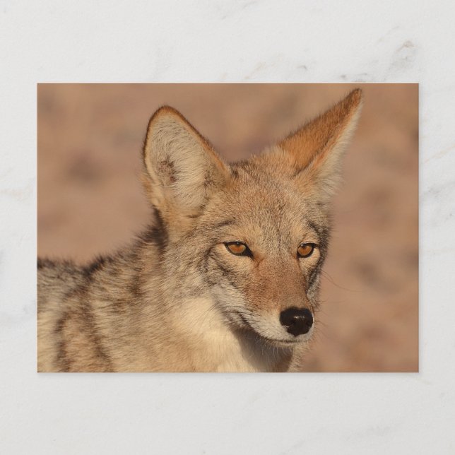 Postal Fotografía de coyote en Nevada (Anverso)
