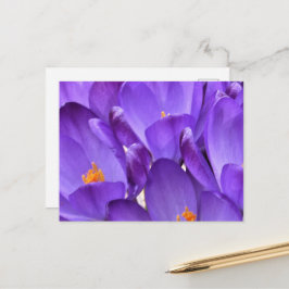 Postal Fotografía de crocus de primavera