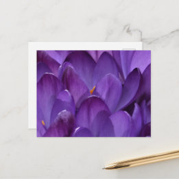 Postal Fotografía de crocus de primavera