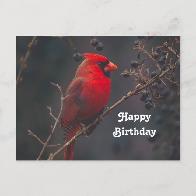 Postal Fotografía de cumpleaños del cardenal rojo de vida (Anverso)