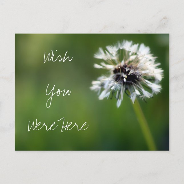 Postal Fotografía de Dandelion "Wish You Were Here" (Anverso)