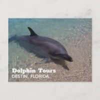 Fotografía de delfines en Florida