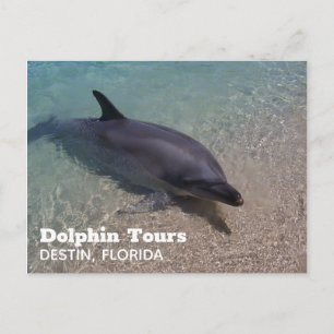 Postal Fotografía de delfines en Florida