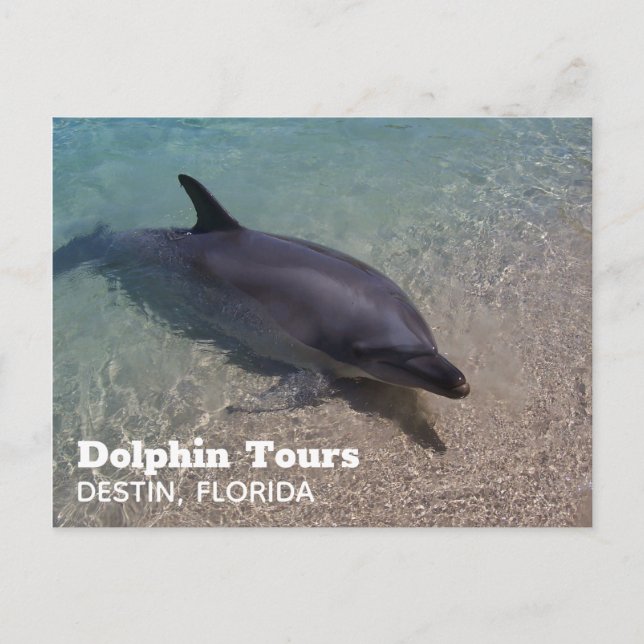 Postal Fotografía de delfines en Florida (Anverso)
