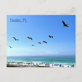 Postal Fotografía de Destin Florida Pelicans Seaside Ocea