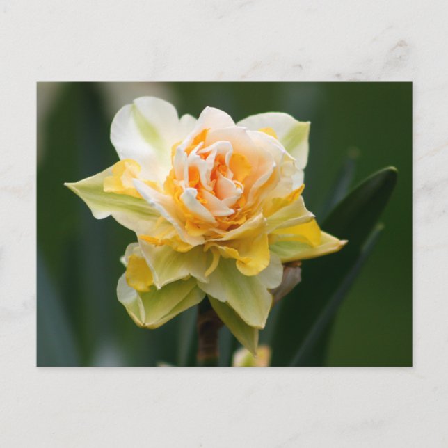 Postal Fotografía de doble belleza de Daffodil (Anverso)