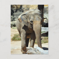 Fotografía de Elefante Asiático