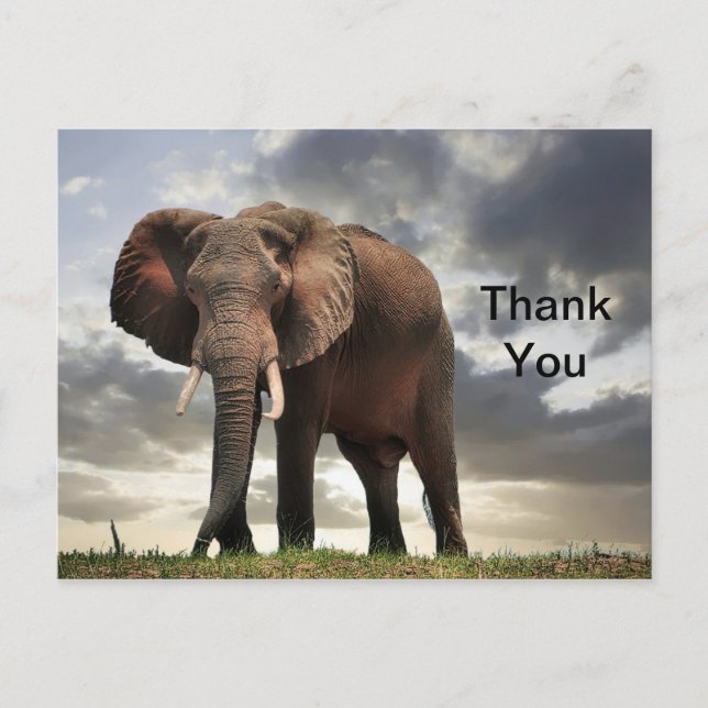Postal Fotografía de Elefante de Vida Silvestre Gracias (Anverso)