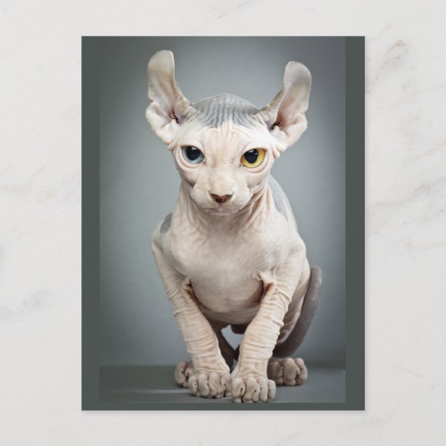Postal Fotografía de Elf Sphinx Cat (Anverso)