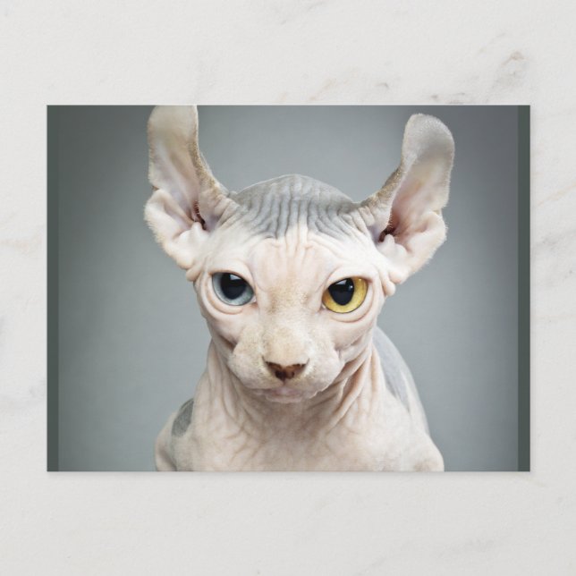 Postal Fotografía de Elf Sphinx Cat (Anverso)