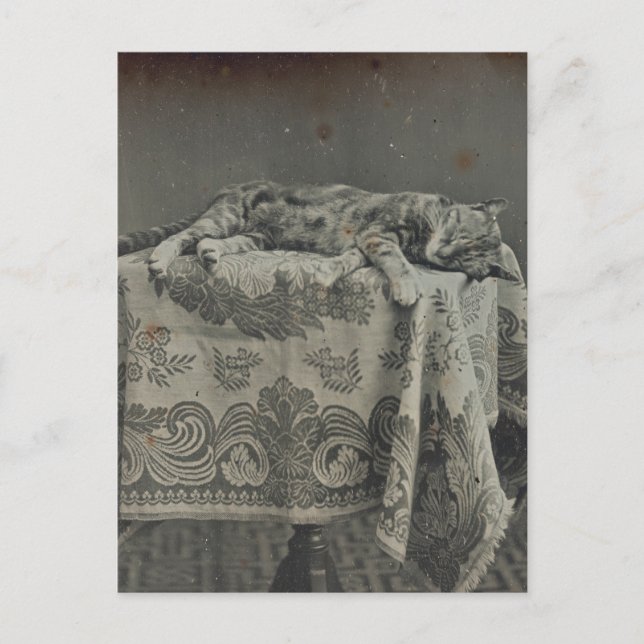 Postal Fotografía de época de gatos dormidos en blanco (Anverso)