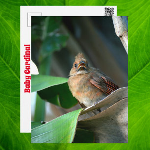 Postal Fotografía de fauna adorable de cardenal bebé