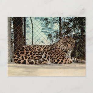 Postal Fotografía de fauna del zoológico vintage Jaguar