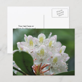 Postal Fotografía de flor de azalea blanca bonita