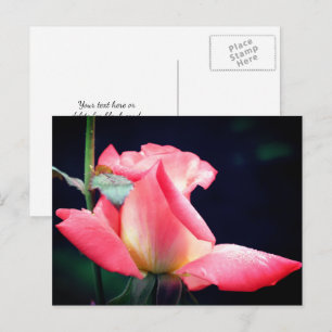 Postal Fotografía de Flor de Delicia de Capullo de Rosa R
