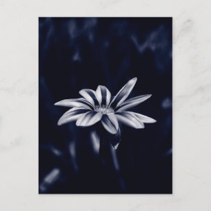 Postal Fotografía de flor de Gazania azul monocromática