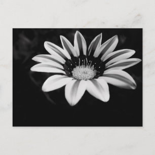 Postal Fotografía de Flor de Gazania en Blanco y Negro