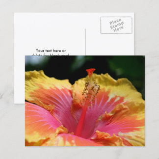 Postal Fotografía de flor de hibisco amarillo