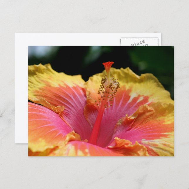 Postal Fotografía de Flor de Hibisco Amarillo  (Anverso / Reverso)