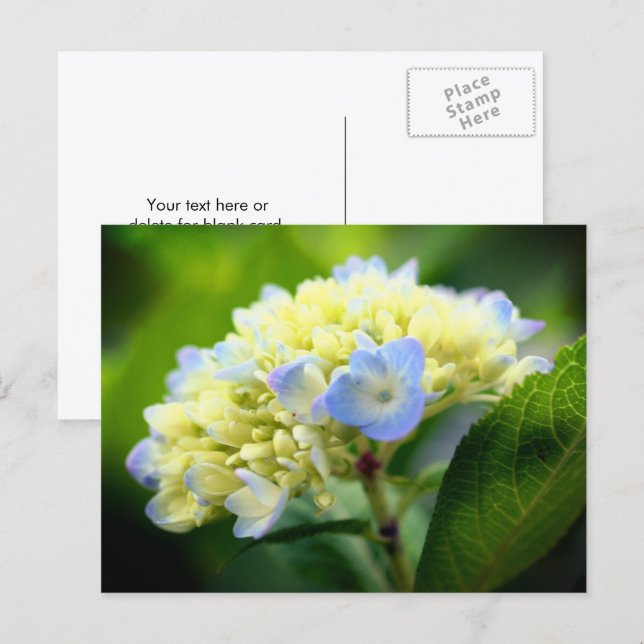 Postal Fotografía de flor de hortensia azul suave (Anverso / Reverso)