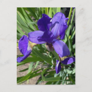 Postal Fotografía de flor de iris púrpura