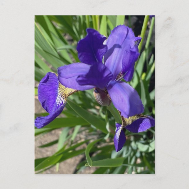 Postal Fotografía de flor de iris púrpura (Anverso)