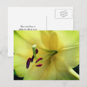 Postal Fotografía de flor de lirio amarillo pálido