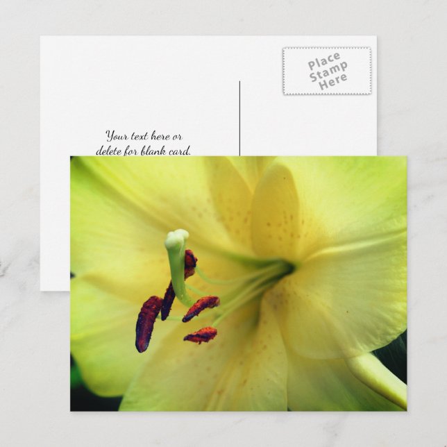 Postal Fotografía de flor de lirio amarillo pálido (Anverso / Reverso)