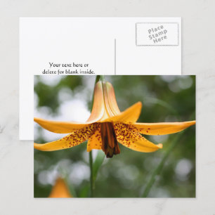 Postal Fotografía de Flor de Lirio Canadiense Personaliza
