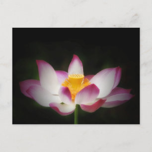 Postal Fotografía De Flor De Lotus ¡Excelente Regalo De Y