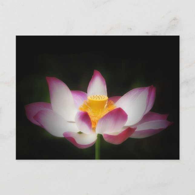 Postal Fotografía De Flor De Lotus ¡Excelente Regalo De Y (Anverso)