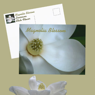 Postal Fotografía de Flor de Magnolia Blanca