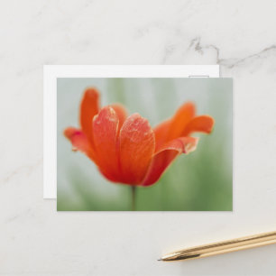 Postal Fotografía de flor de tulipán rojo floreciendo art