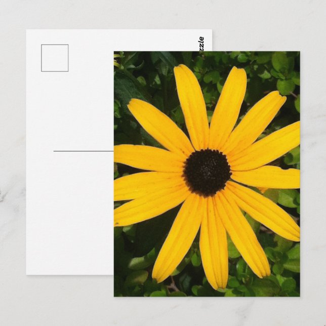 Postal Fotografía de flor salvaje de margarita amarillo (Anverso / Reverso)