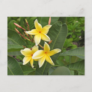 Postal Fotografía de Flor Tropical de Plumeria Amarilla