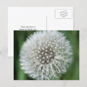 Postal Fotografía de flores de pelusa de diente de león p
