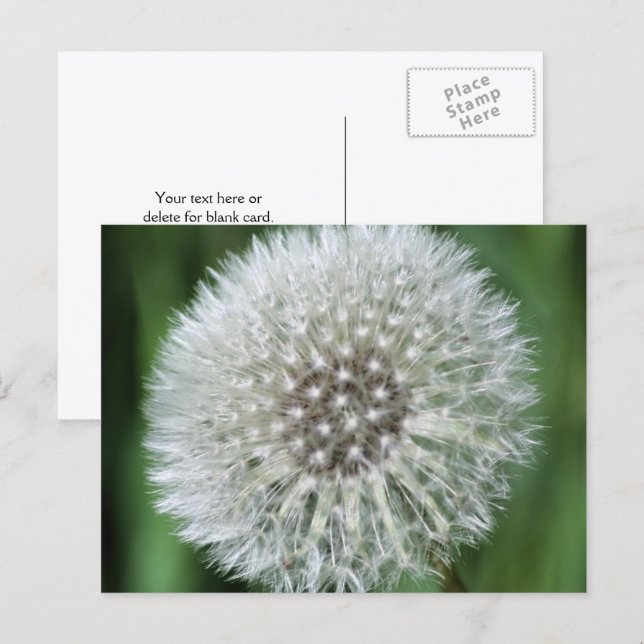 Postal Fotografía de flores de pelusa de diente de león p (Anverso / Reverso)