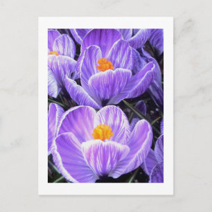 Postal Fotografía de flores - "Flor morada 05"