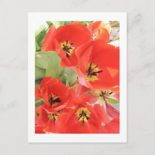 Postal Fotografía de flores - "Flor roja 03"
