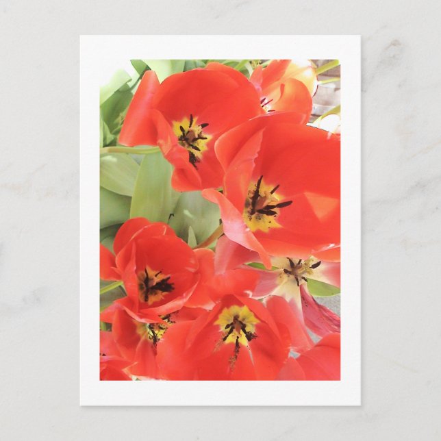 Postal Fotografía de flores - "Flor roja 03" (Anverso)