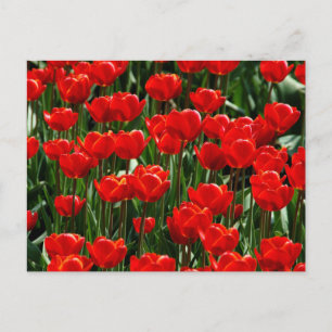 Postal Fotografía de Flores Florales de Tulipán y Rosa El