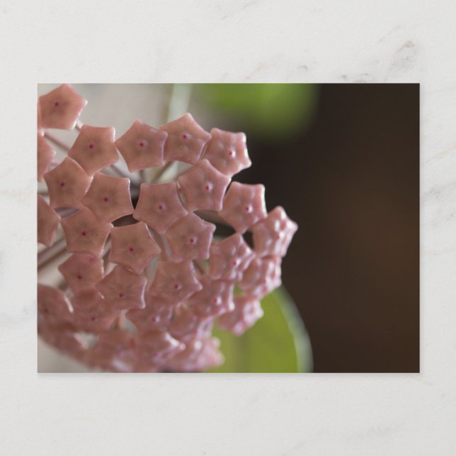 Postal Fotografía de Flores Rosa (Anverso)