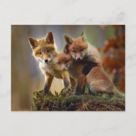 Postal Fotografía de Fox Kits