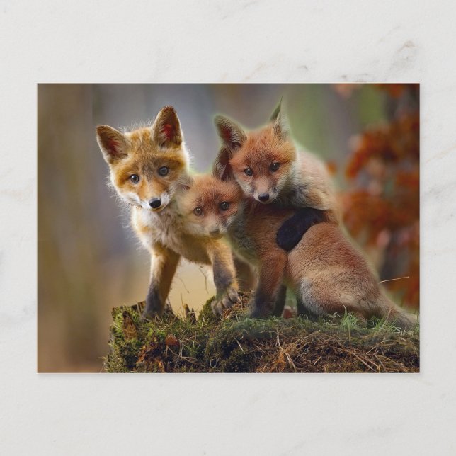 Postal Fotografía de Fox Kits (Anverso)