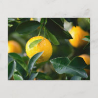 Fotografía de fruta del árbol de limón